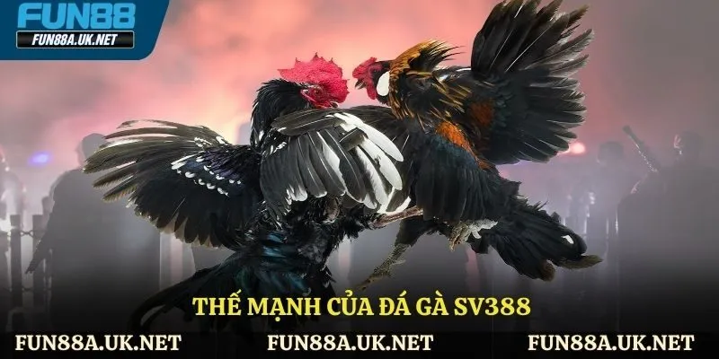 Thế mạnh của đá gà Sv388
