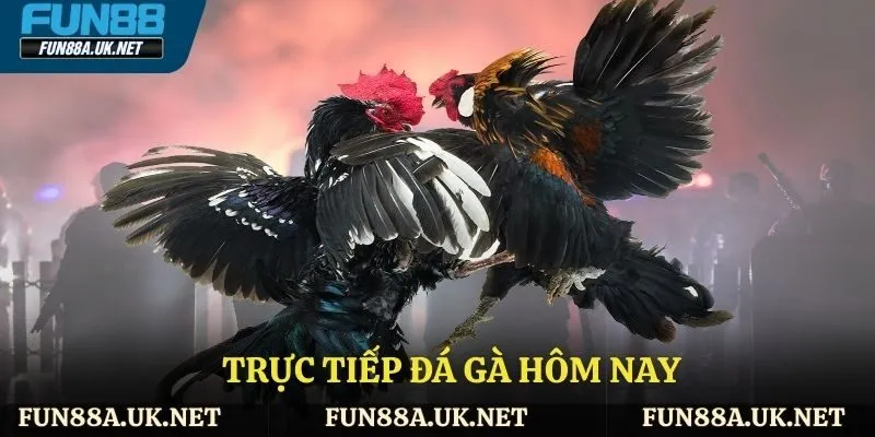 Trực tiếp đá gà hôm nay